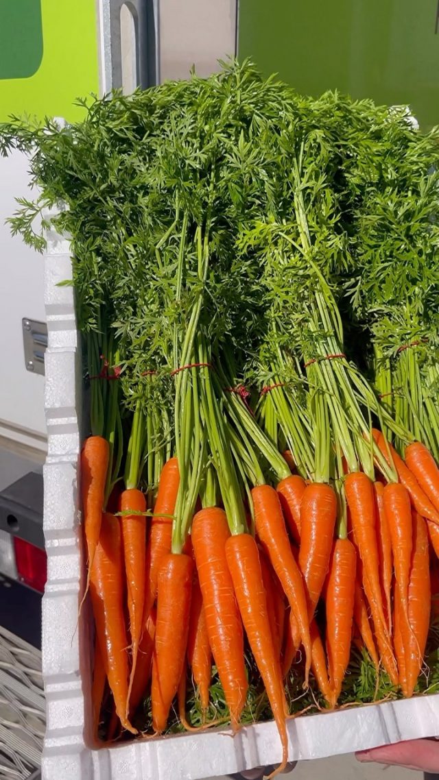 Fresh, vibrant, and in season! Dutch Carrots are now available and ready to order 🥕 

These delightful carrots are packed with flavor and nutrients, making them a must-have for your culinary creations. 

Whether you’re a passionate home cook or a professional chef, elevate your dishes with the natural sweetness and crisp texture of Dutch Carrots. 

Place your order today and experience the farm-to-fork goodness! 📲

#FreshProduce #DutchCarrots #InSeason #SutherlandShire #Sydney #FarmToTable #LocalProduce #Foodies #Wholesale #Distributors #NutrientRich #DeliciousFlavors #CulinaryCreations #HomeCooking #ProfessionalChefs #HealthyEating #VibrantColors #VegetableLove #KitchenInspiration #SustainableFarming #SupportLocal #FoodService #FoodIndustry