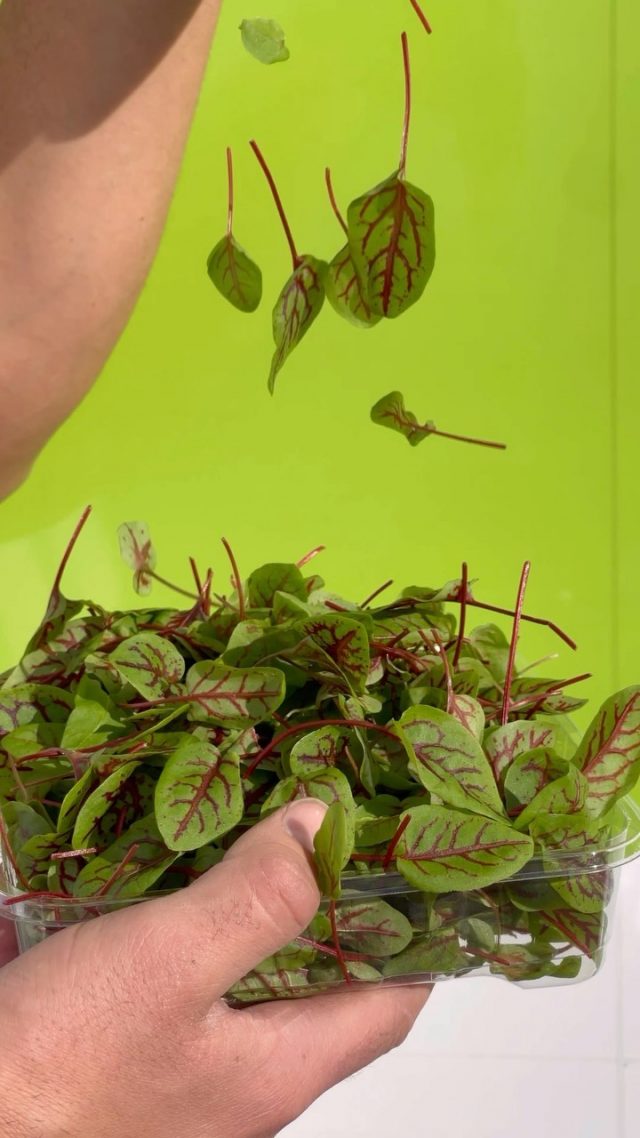 Indulge in the vibrant flavors of Red Vein Sorrel | FRESH + IN SEASON! 🌱

Discover freshness with Produce to Plate, your trusted wholesaler and distributor in the Sutherland Shire, Sydney #ProduceToPlate 

• 
#SutherlandShireDelights #FreshFlavors #FarmToFork #RedVeinSorrel #SydneyProduce #FruitAndVegetables #HealthyEating #Nutritious #Foodie #Delicious #Yummy #Tasty #InstaFood #Foodstagram #FoodPhotography #FoodieLife #FoodBlogger #FoodLove #FoodAddict #FoodGasm #FoodiesOfInstagram #HealthyFood #FoodLover #EatClean #OrganicFood #FarmFresh